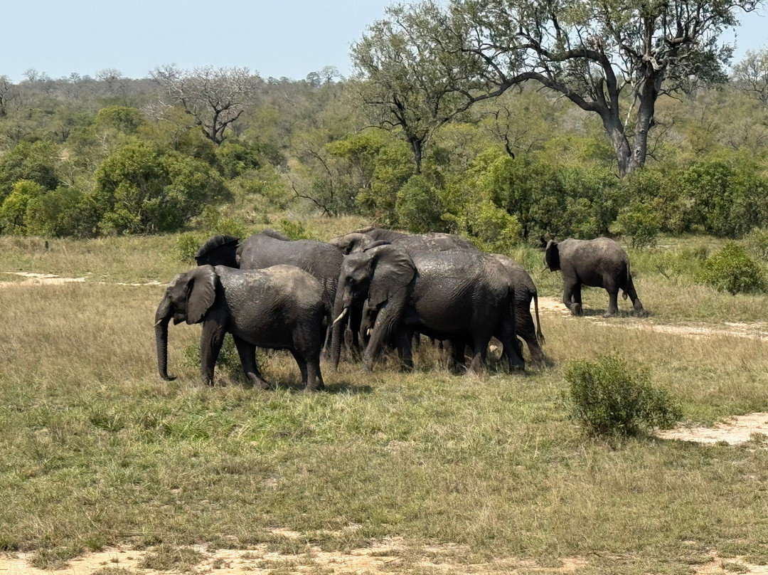 Africa Moja Tours And Safaris-桑顿必去景点