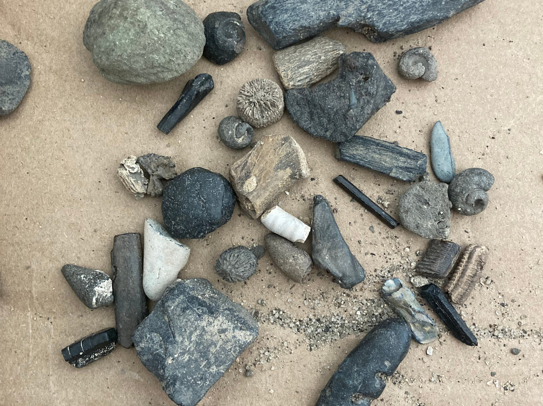 Charleston Fossil Adventures-查尔斯顿必去景点