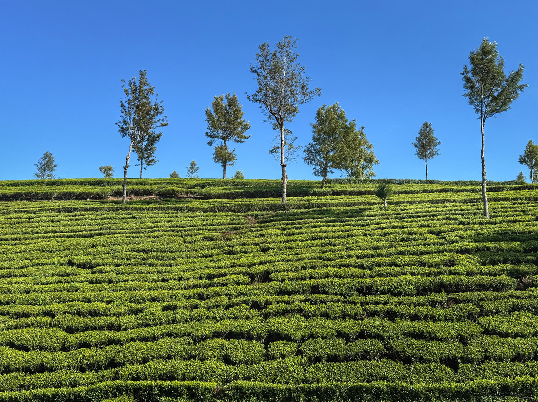Sri Lanka Driver Tours-Yatiyana必去景点