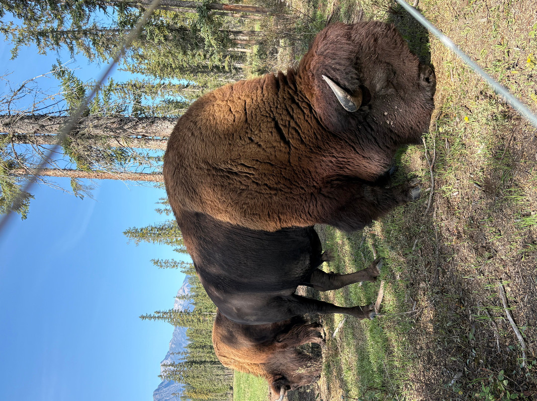 Rocky Mountain Buffalo Ranch & Guest Cabins-戈尔登必去景点