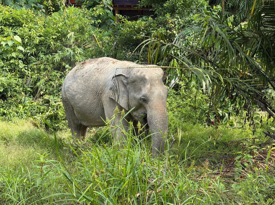 Following Giants - Krabi-Khlong Hin必去景点