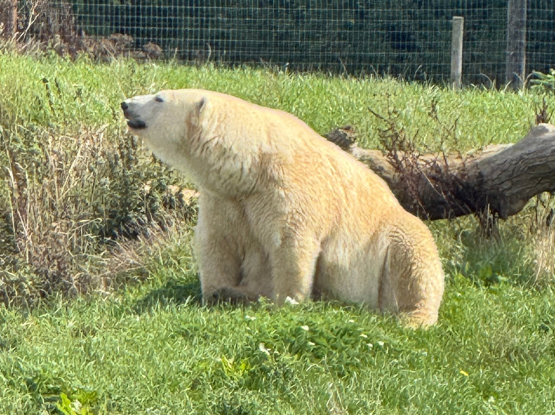 Jimmy's Farm & Wildlife Park-伊普斯威奇必去景点