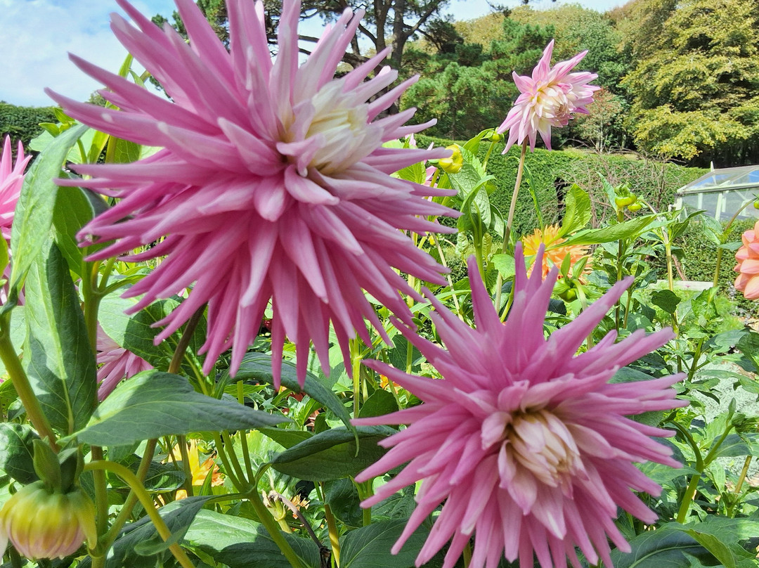 Mottistone Gardens-Brighstone必去景点