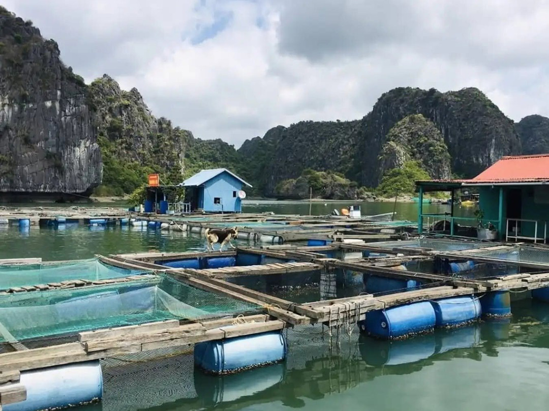 Cai Beo Fishing Village-Ha Long City必去景点