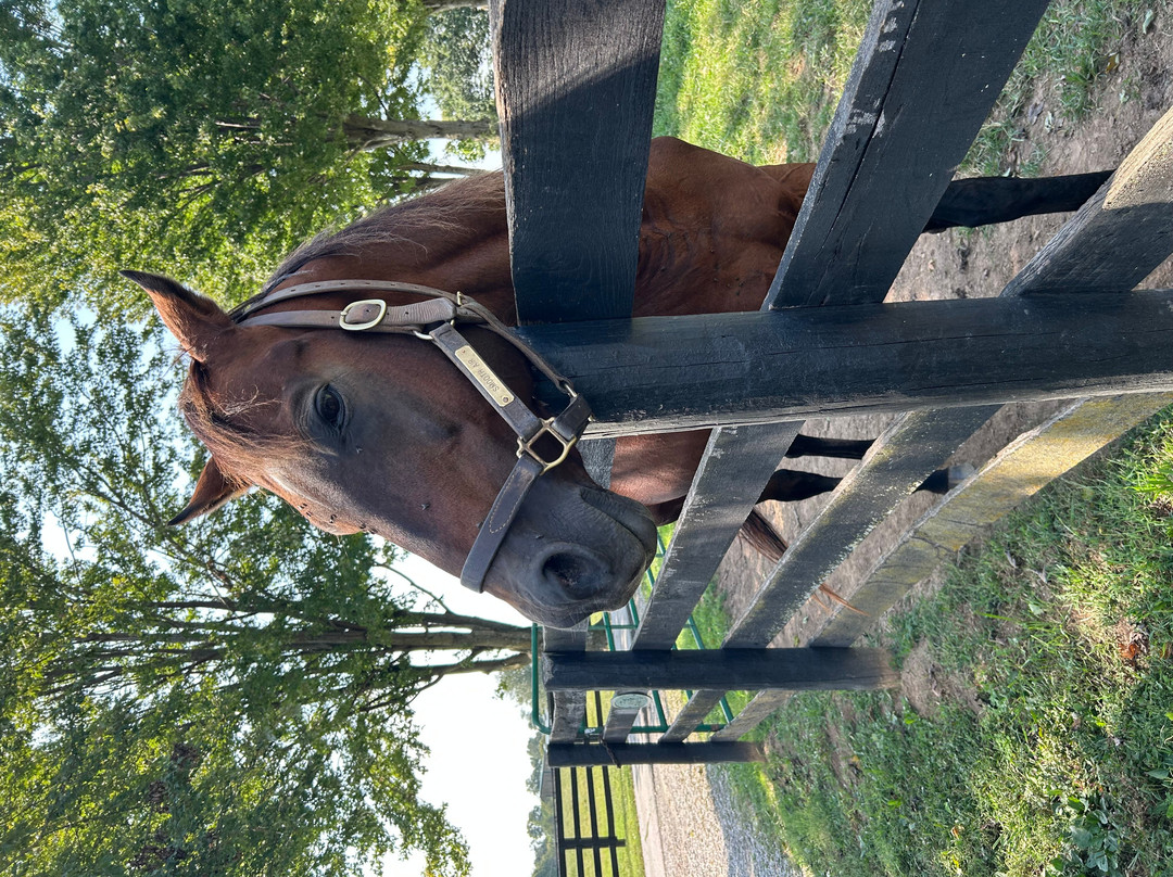 Old Friends at Dream Chase Farm-Georgetown必去景点