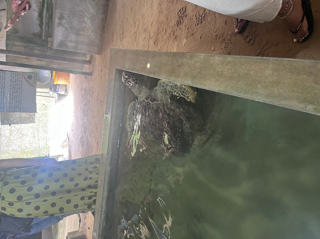 Kosgoda Sea Turtle Conservation Project-科斯戈德必去景点