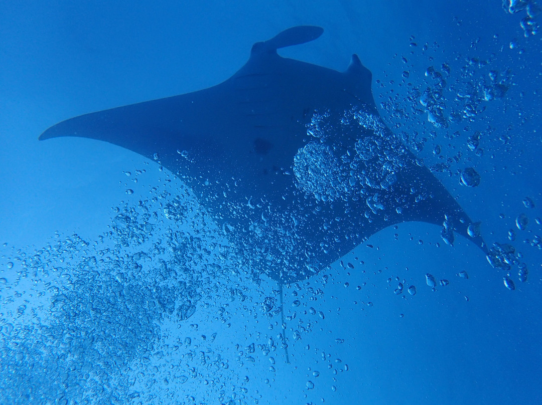 Euro-Divers LUX South Ari Atoll-南阿里环礁必去景点