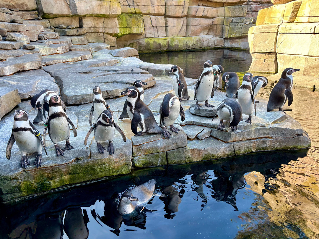 Tierpark Hagenbeck-汉堡必去景点