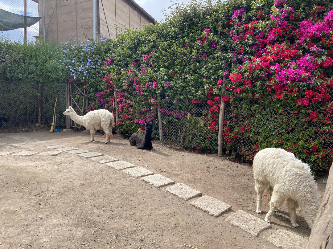 Mundo Alpaca Arequipa-阿雷基帕必去景点