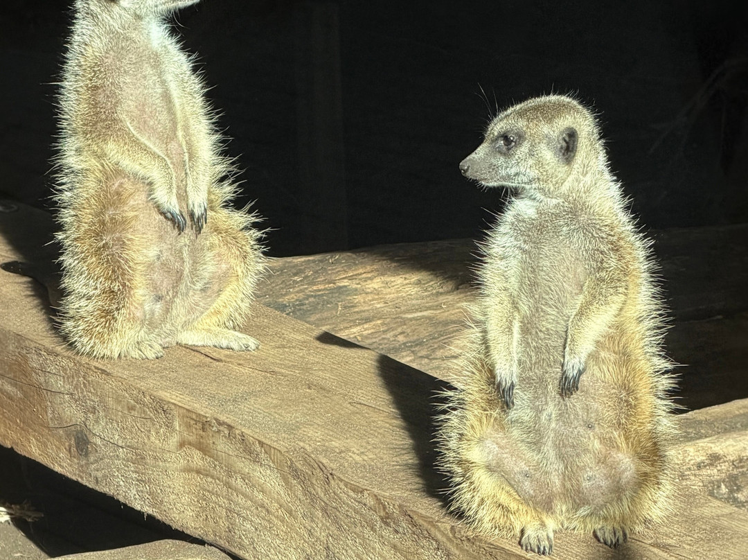 Ouwehands Zoo Rhenen-Rhenen必去景点