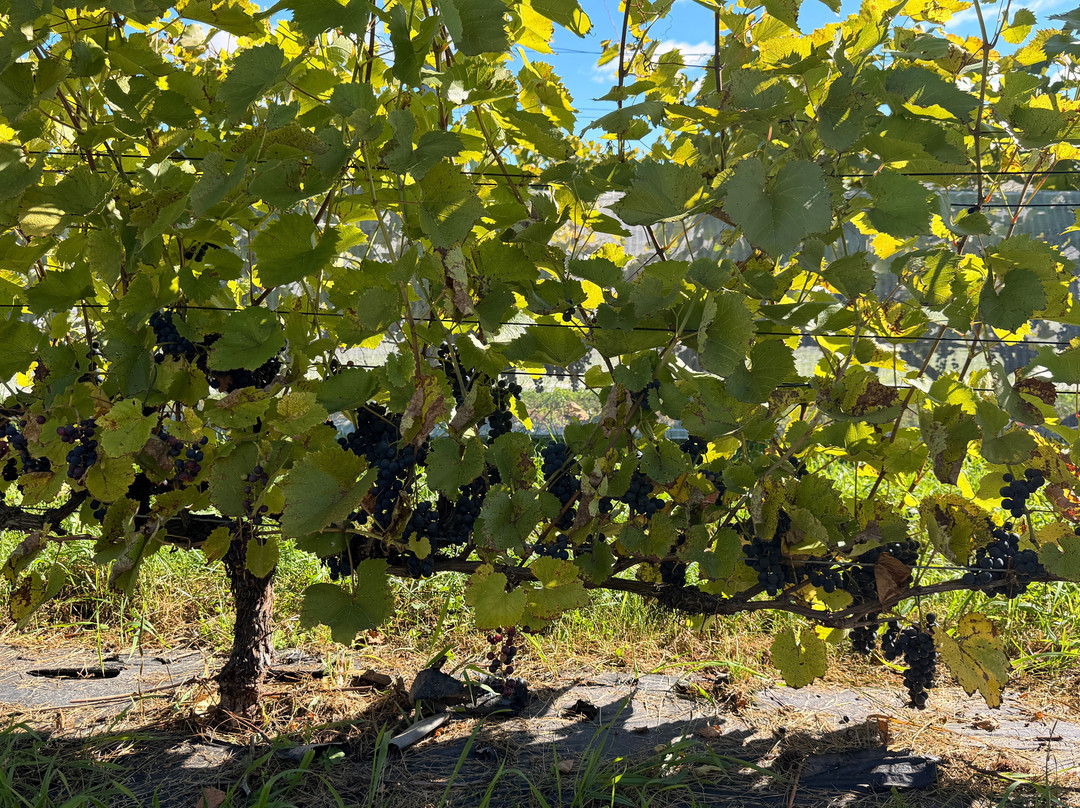 Vignoble Domaine L'Ange Gardien-L'Ange-Gardien必去景点