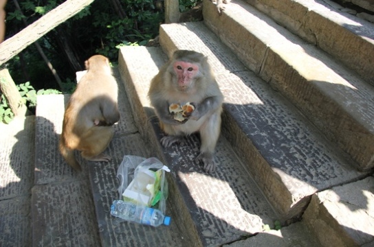 都江堰上境灵岩森林酒店-客卧