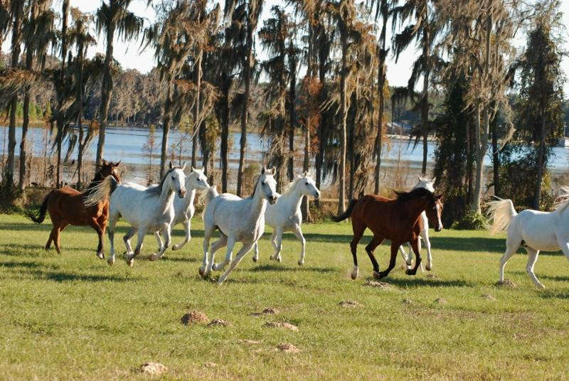 Al-Marah Arabian Horses-Clermont必去景点
