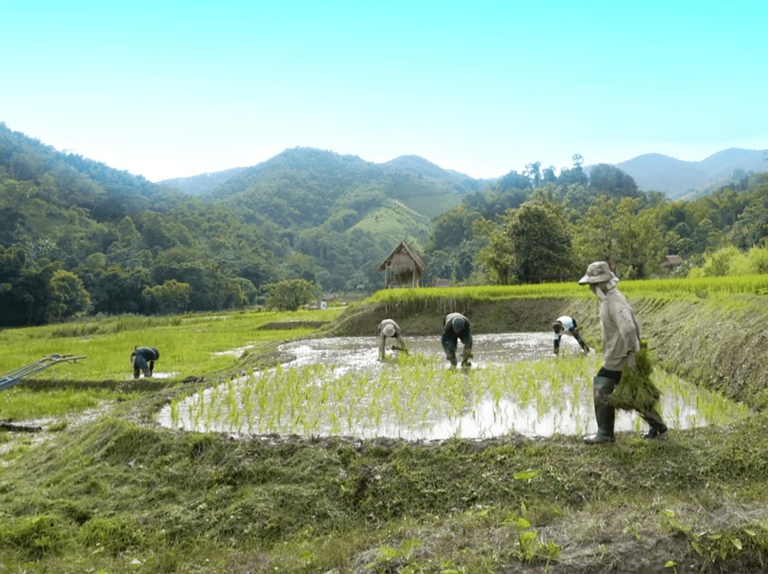 Tigerland Rice Farm