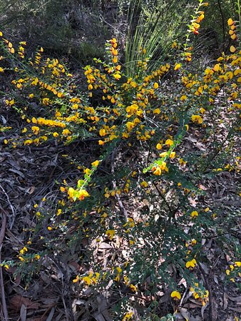 Lalor Drive Trail