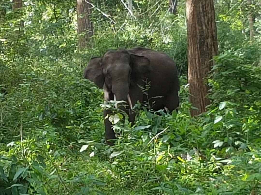 Parambikulam Tiger Reserve景点图片