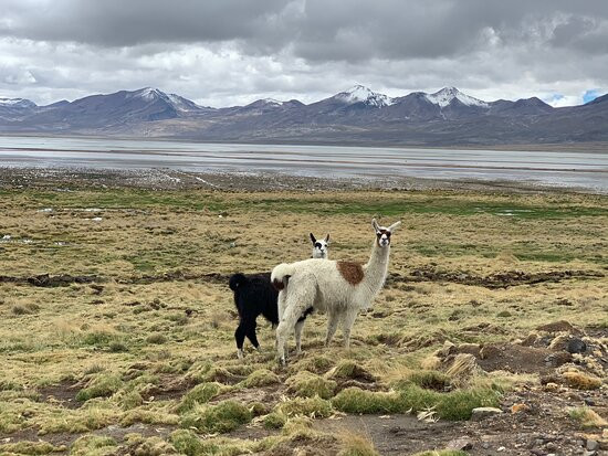 Taxi Mundo-阿雷基帕必去景点
