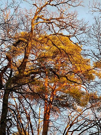 Forêt De Barbizon景点图片