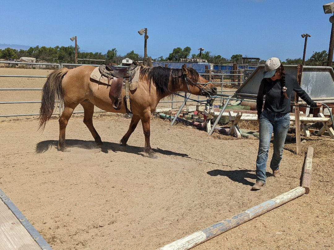 Pony Land Rides And Petting Zoo-圣地亚哥必去景点