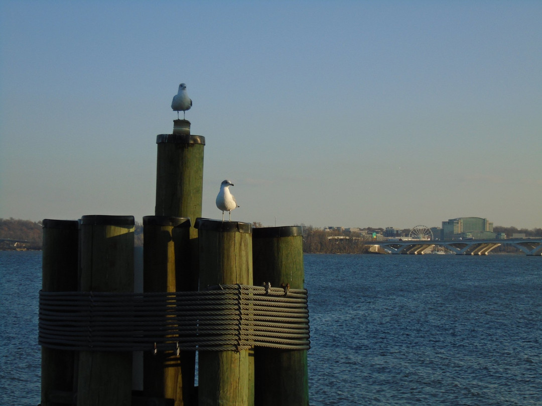Potomac Water Taxi景点图片