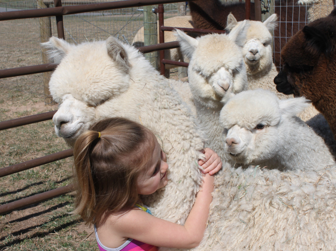 Silt旅游景点-Sopris Alpaca Farm & Boutique