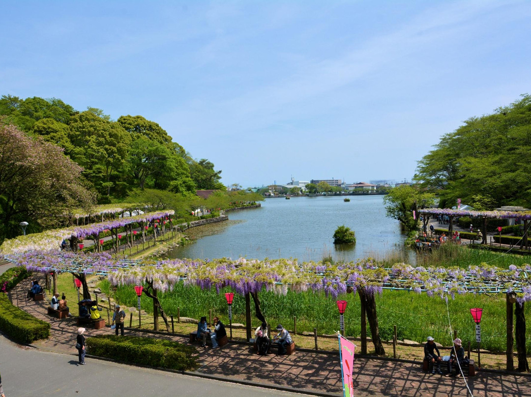 Rengejiike Park Fuji Festival景点图片