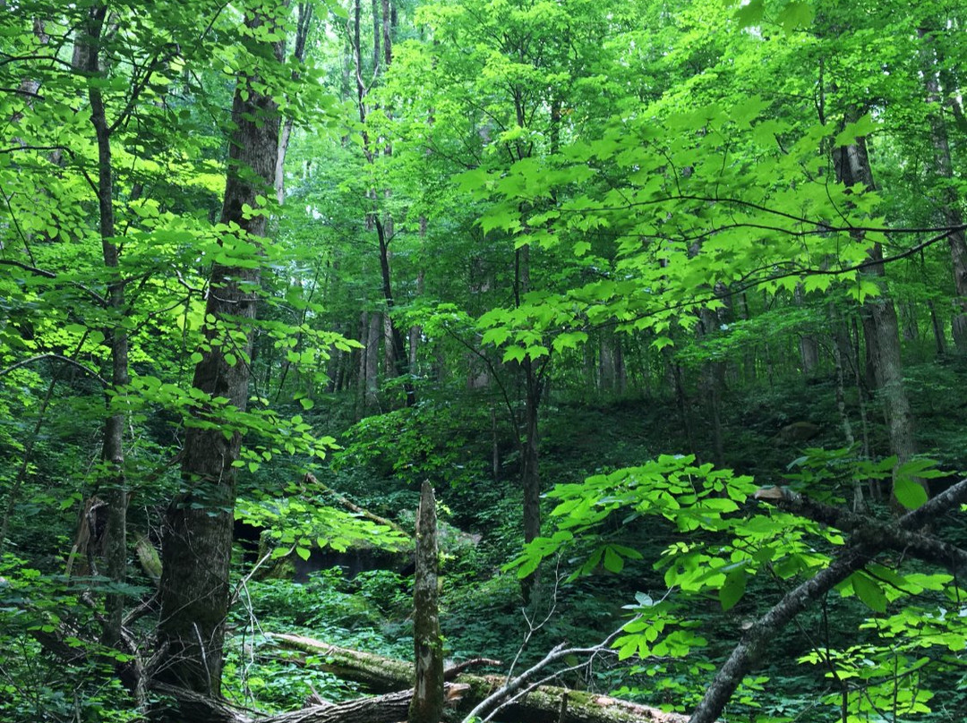Chimneys Picnic Area