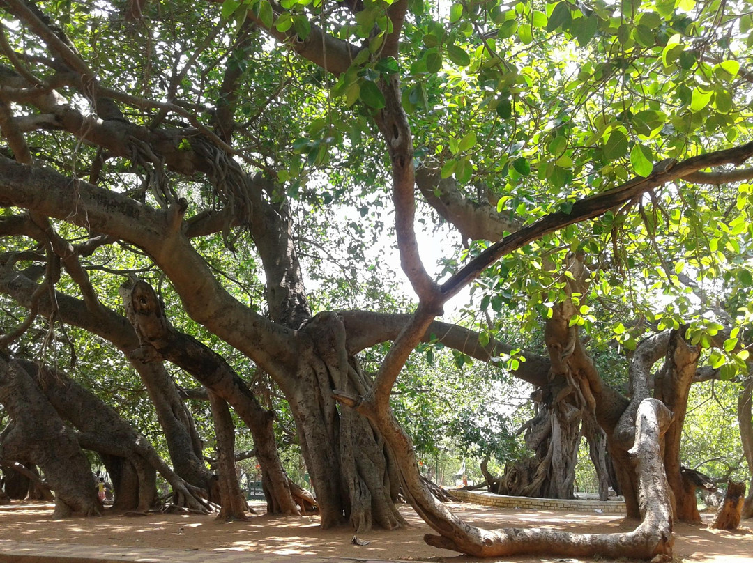 Pillamarri Banyan Tree景点图片