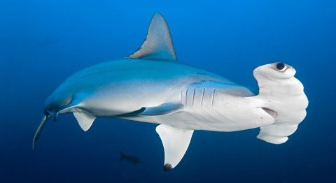 Dive Savusavu Fiji景点图片