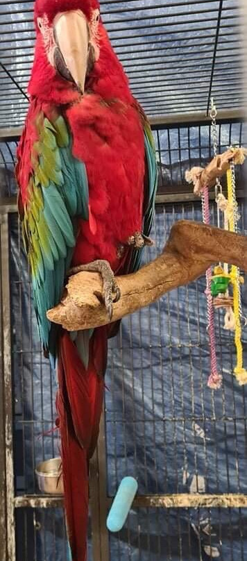 Willow Springs Pet & Play Centre