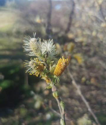 Ruta Senderismo Galapagar - San Lorenzo de El Escorial-Galapagar必去景点