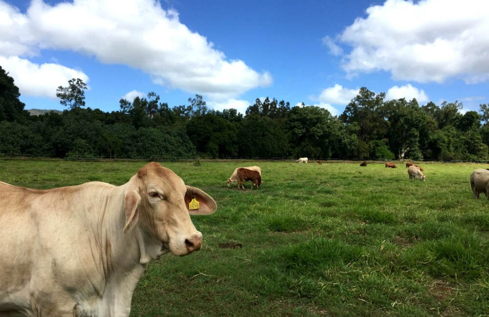Les Bergers de Dreamland-Bourail必去景点