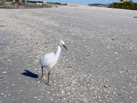 Sanibel Island Dolphin Tours-萨尼贝尔岛必去景点