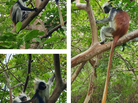 Zanzibar Ibrahim Tours-桑给巴尔市必去景点