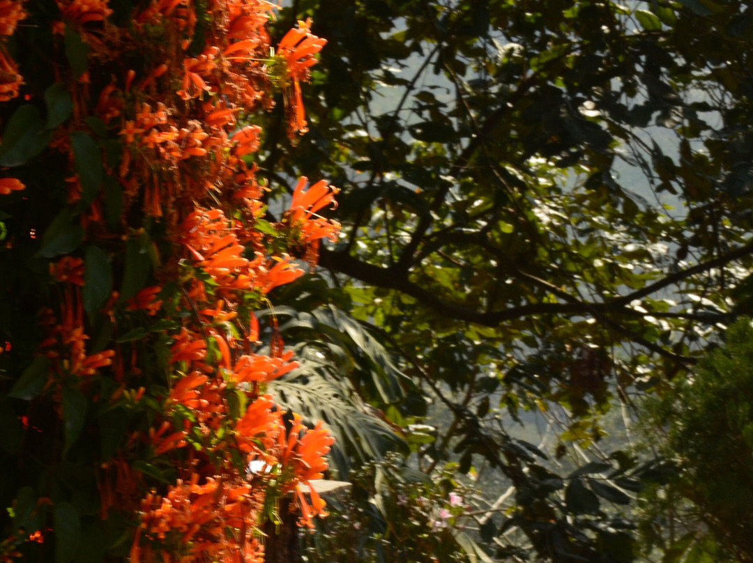 La Bougainvillea Garden Retreat主图