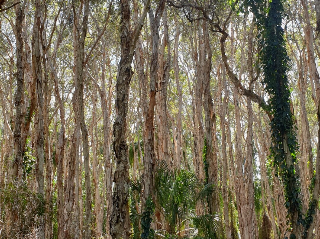 Paperbark Forest Walk-Agnes Water必去景点