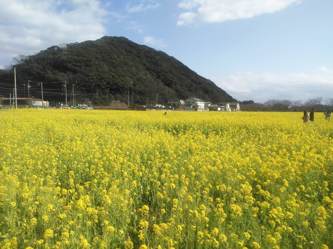 Minamino Cherry Blossom and Nanohana Festival-南伊豆町必去景点
