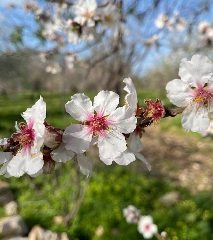 Karaincir Suit Otel主图