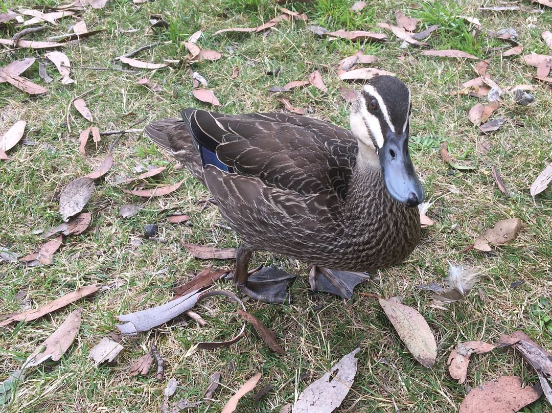 Grossmans Mill Picnic Area-水牛山国家公园必去景点