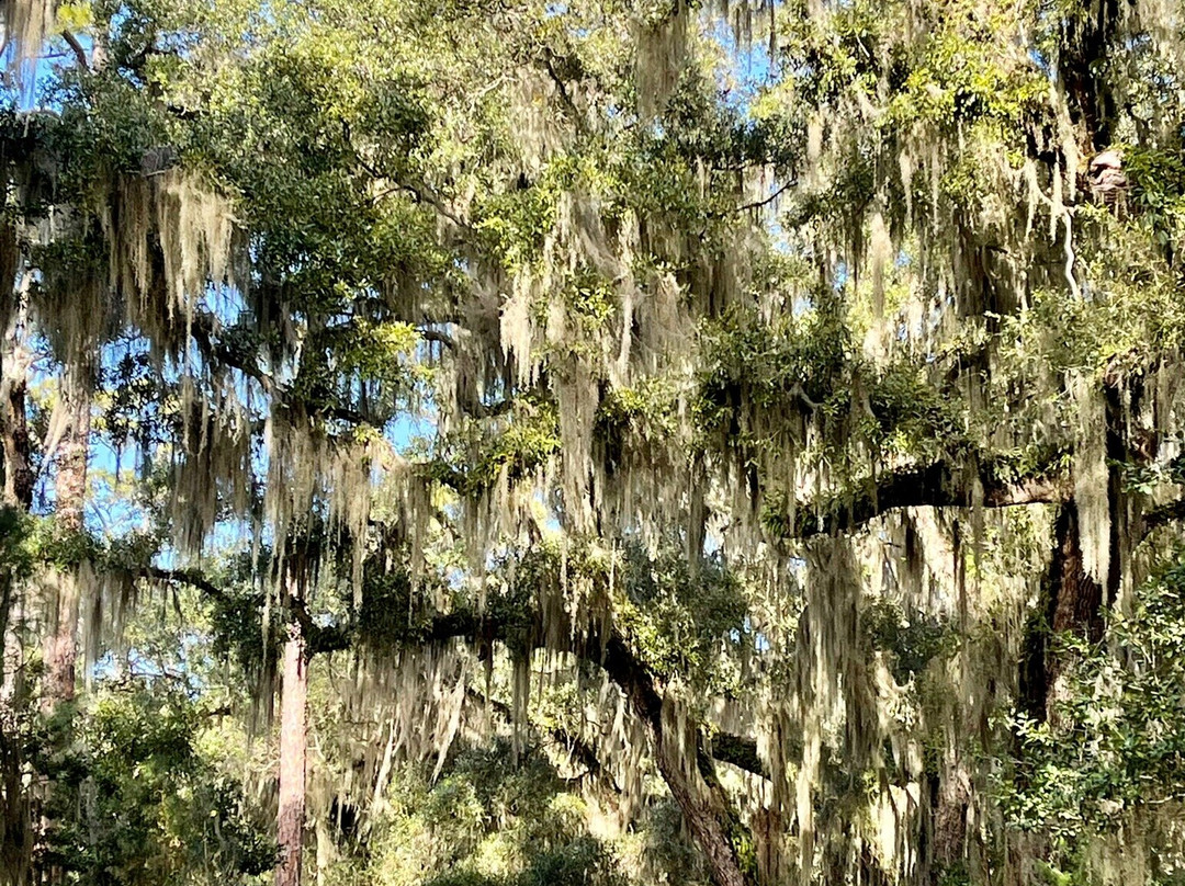 Jekyll Island Trail System-吉柯岛必去景点