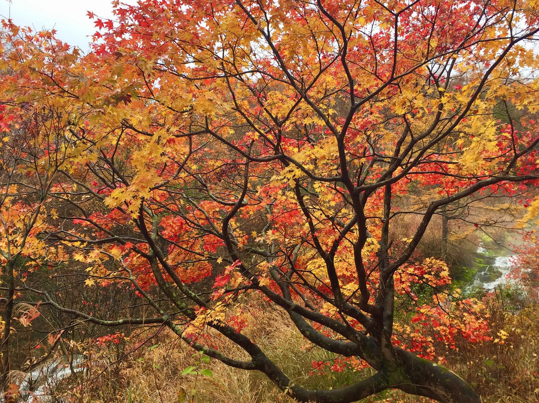 Chatsubomigoke Park-中之条町必去景点