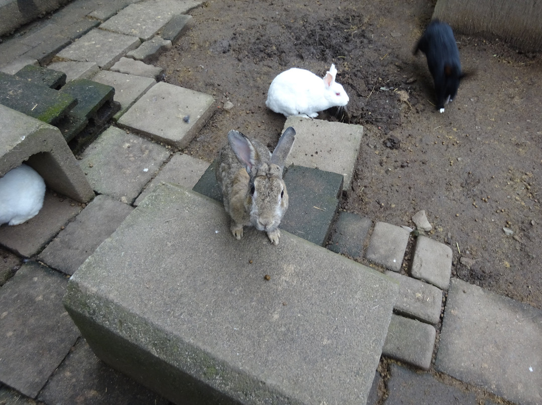 Hodosan Small Animal Park-长瀞町必去景点