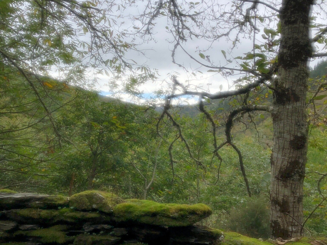 Complejo O Pineiral主图