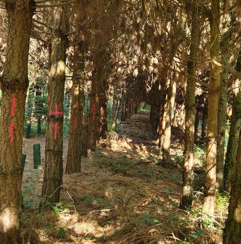 Rosliston Forestry Centre-Rosliston必去景点