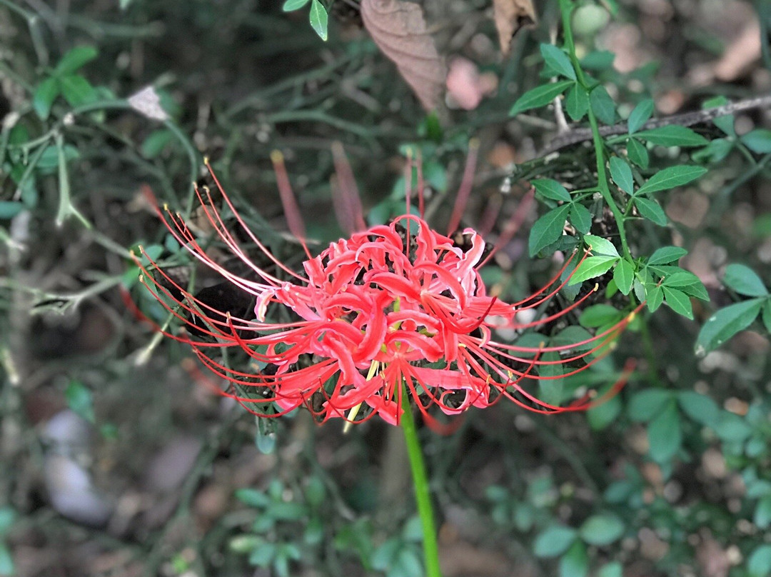 Yeonginsan-牙山市必去景点