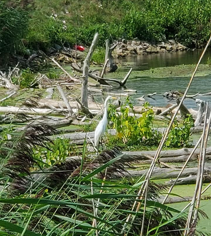 Hillman Marsh Conservation Area景点图片