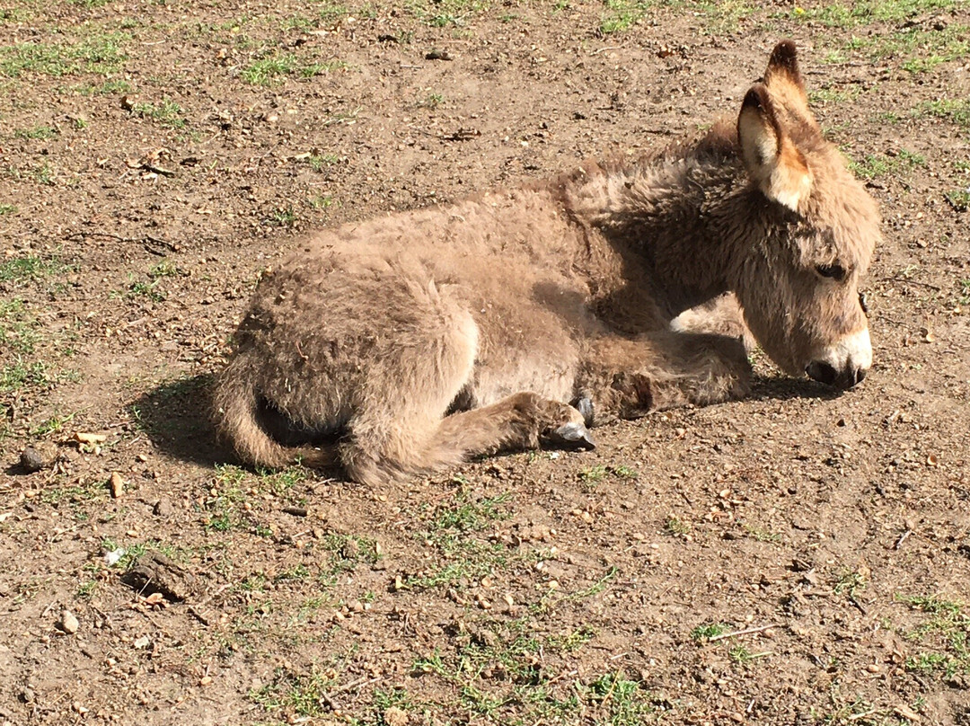 New Forest Lodge主图