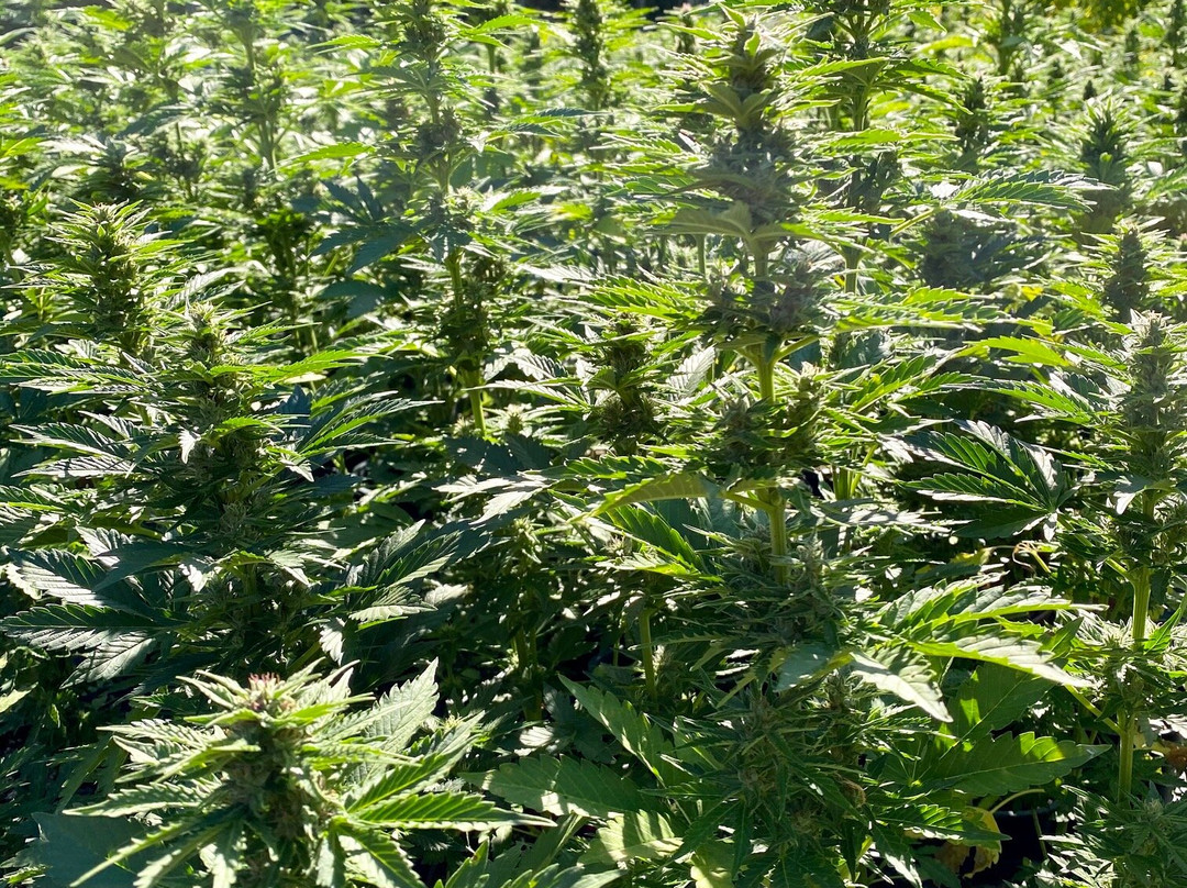 OrcaSong Farm-Eastsound必去景点