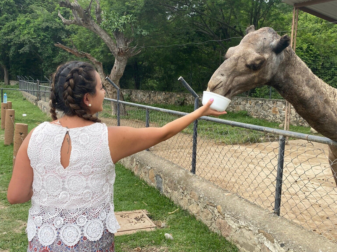 Zoofari-Amacuzac必去景点