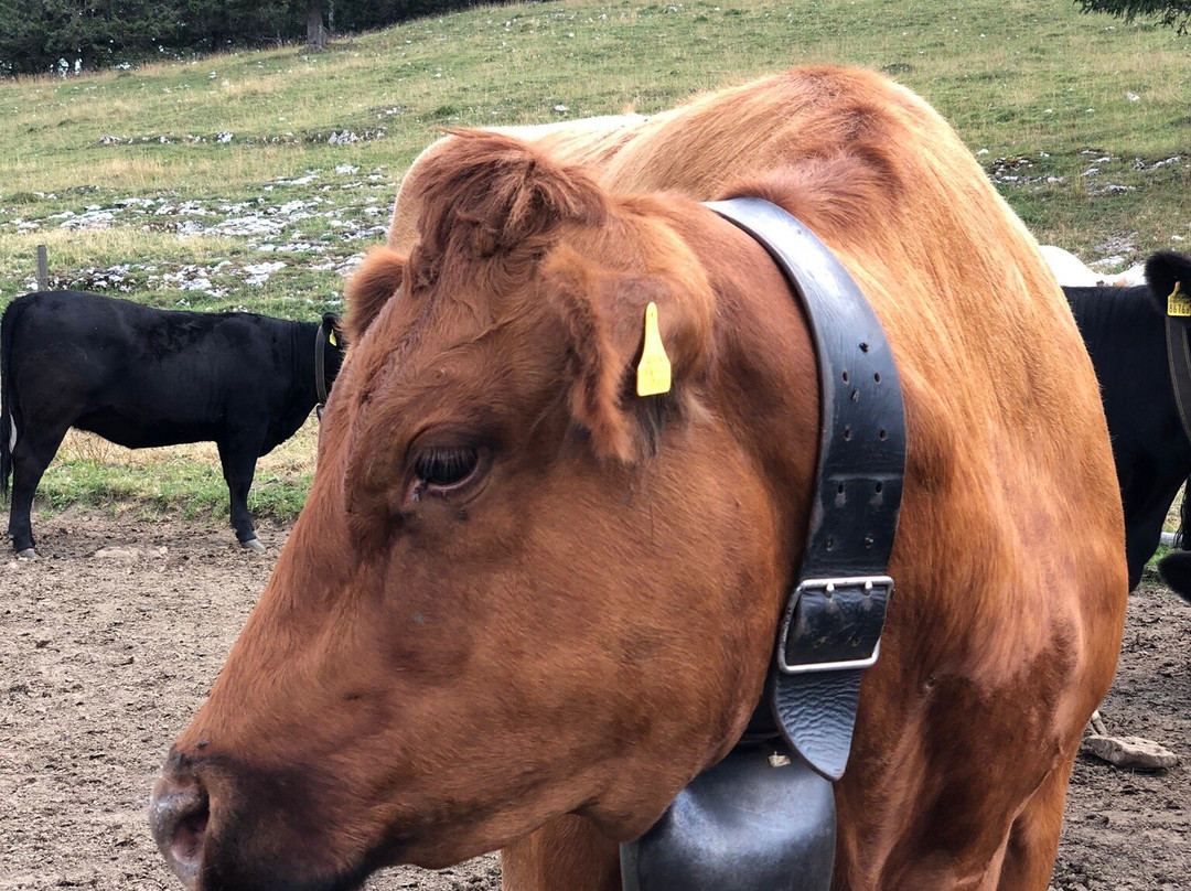 Vuillafans旅游攻略图片